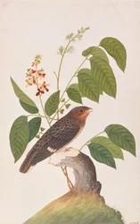 Dunkler Breitmaulvogel, aus Zeichnungen von Vögeln aus Malakka, ca. 1805-18